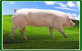 母豬各個(gè)階級(jí)的飼料配方