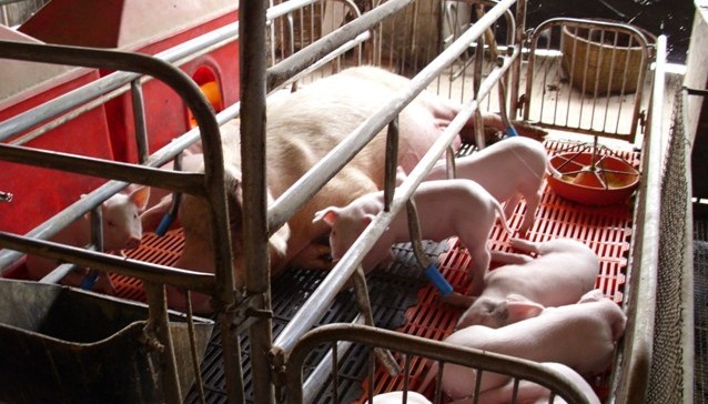 仔豬的補(bǔ)充料配制特點(diǎn)