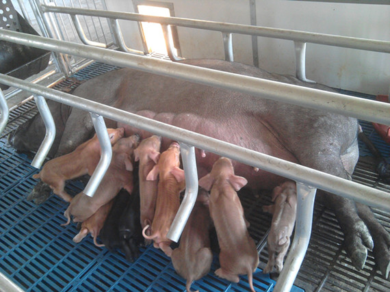 仔豬飼料配方設(shè)計(jì)中應(yīng)注意的問題