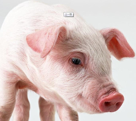 秋冬季節(jié)豬場(chǎng)內(nèi)仔豬腹瀉與飼料配制技術(shù)