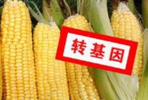 農(nóng)業(yè)部：進(jìn)口轉(zhuǎn)基因玉米僅用作飼料