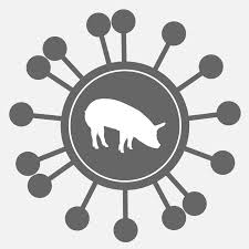 豬及其飼料的相關(guān)知識