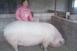 遼寧：800斤豬愁壞農(nóng)婦 女兒微信找買家