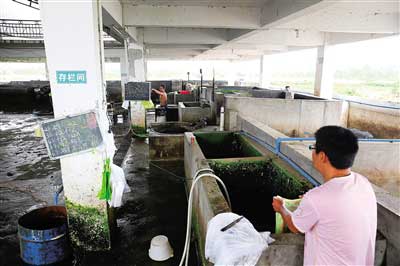 解密：生豬定點屠宰為何干不過生豬私宰