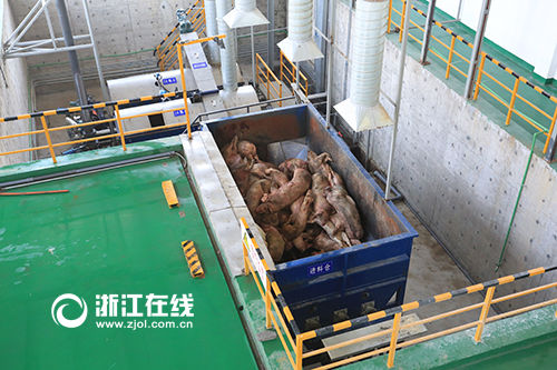 為防黃浦江死豬重演 嘉興存欄量被砍一半多