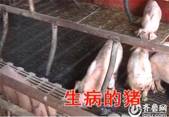 壽光：仔豬大量死亡 養(yǎng)殖戶懷疑疫苗所致