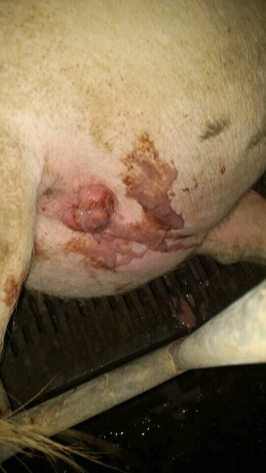 二十條黃金規(guī)則教你做好豬病防控