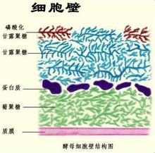 酵母細(xì)胞壁甘露聚糖和抗?fàn)I養(yǎng)因子甘露聚糖的區(qū)別