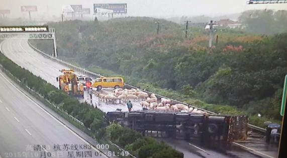 運(yùn)豬貨車側(cè)翻 “二師兄”高速路上散步