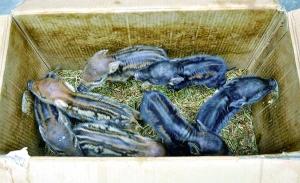 散養(yǎng)家豬私會(huì)野豬？ 4頭母豬誕下50頭小野豬