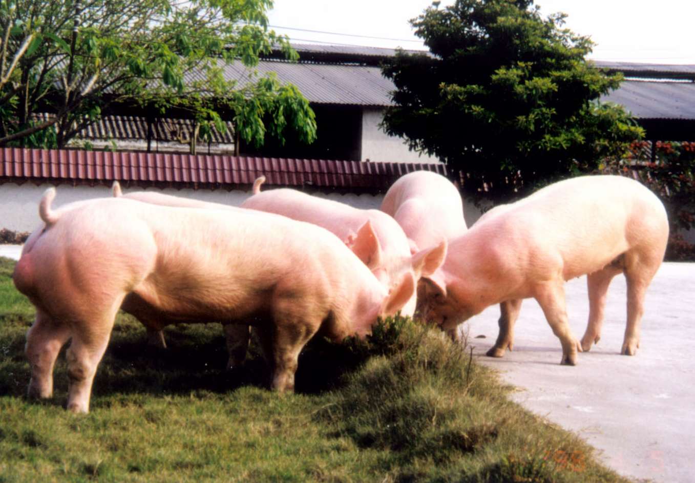 很全面的母豬飼養(yǎng)方案（內含10個要點，超級實用）