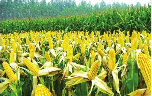 玉米臨儲政策改革需處理好三大關系