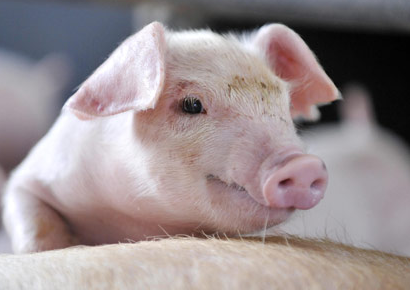 揭秘不同日齡仔豬的腹瀉原因和對(duì)策