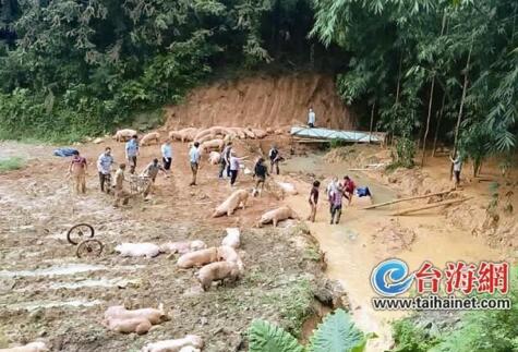 暴雨致華安沙建山體滑坡 山下養(yǎng)豬場600頭豬遭殃