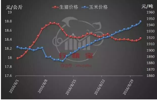 四季度豬價(jià)將出現(xiàn)階段性反彈！