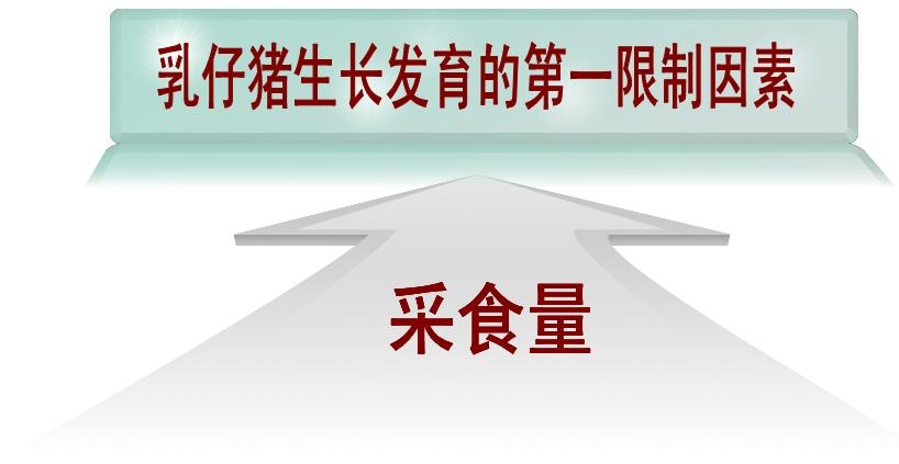 【快樂(lè)豬營(yíng)養(yǎng)】多策并用--提高乳仔豬采食量