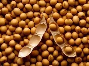 春節(jié)過后豆粕應當關(guān)注哪些方面？