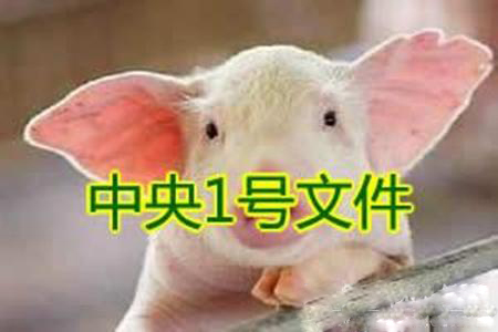 養(yǎng)豬人的“一號文件”！這些不知道可能會吃虧！