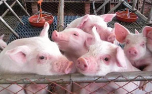降低豬場飼料成本，這六方面需注意