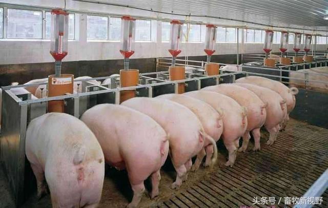 一頭豬的飼養(yǎng)面積是多少？飼養(yǎng)管理方法你知道多少