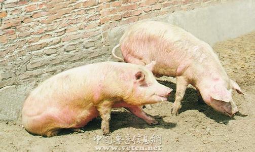 謹(jǐn)記“早、快、嚴(yán)、小”，面對(duì)口蹄疫不再慌