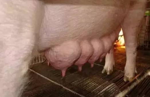 產(chǎn)房里經(jīng)常遇到哺乳母豬乳汁不足，教你一手搞定它！