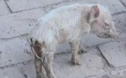 為啥加溫了還是不能對(duì)抗冬季豬冷應(yīng)激？