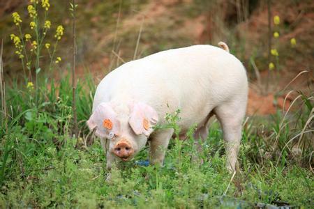 國家統(tǒng)計局：2016年我國玉米、豬肉產(chǎn)量均下降 有利去庫存