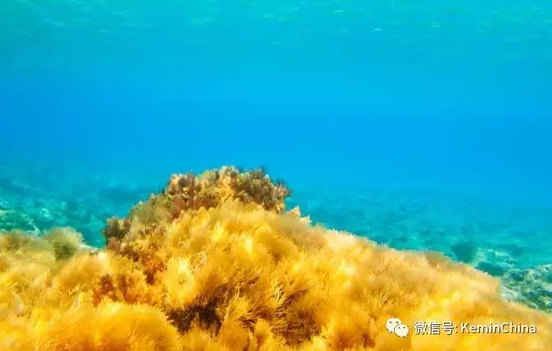 建明工業(yè)收購一項(xiàng)獨(dú)特β葡聚糖技術(shù)