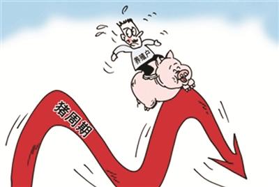 豬價(jià)下跌成本壓縮，多面夾擊下養(yǎng)豬人未來的希望在哪兒？