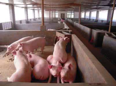 各階段肉豬飼喂注意事項(xiàng)