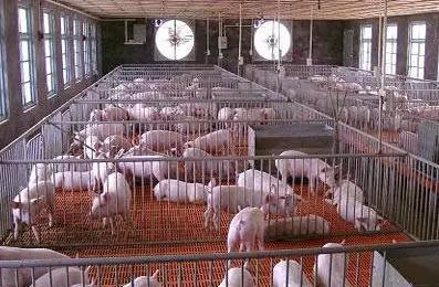 來看看秋季怎么養(yǎng)豬！