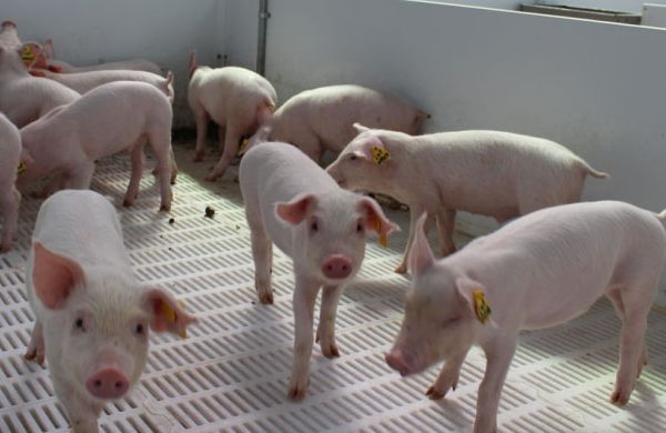 斷奶仔豬蛋白質(zhì)飼料的選擇技巧